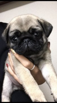 パグ【神奈川県・男の子・2019年9月15日・フォーン】の写真「愛嬌抜群♪良質のパグです☆」