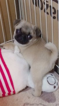 パグ【神奈川県・男の子・2020年4月2日・フォーン】の写真「愛嬌抜群♪最良質のパグです☆」