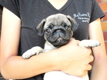 パグ【神奈川県・男の子・2019年6月12日・フォーン】の写真「愛嬌抜群♪♪良質のパグです☆」