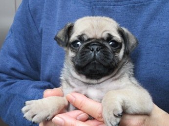 パグ【神奈川県・男の子・2019年1月28日・フォーン】の写真「愛嬌抜群♪♪良質のパグです☆」