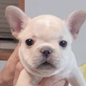 フレンチブルドッグ【神奈川県・女の子・2023年10月10日・クリーム】の写真「☆親犬アメリカチャンピオン☆」