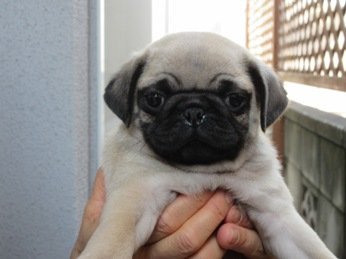 パグ【神奈川県・男の子・2018年2月6日・フォーン】の写真「愛嬌抜群♪良質のパグです☆」