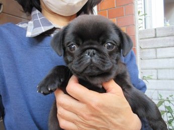 パグ【神奈川県・男の子・2018年12月12日・ブラック】の写真「愛嬌抜群♪最良質の黒パグです☆」