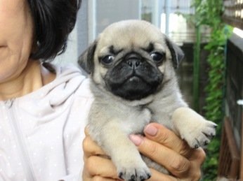 パグ【神奈川県・女の子・2019年7月27日・フォーン】の写真「愛嬌抜群♪♪最良質のパグです☆」