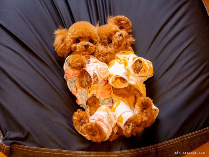 成犬ティーカッププードル｜戸田　峻敬(とだ　としゆき)ブリーダー(埼玉県・トイプードルなど・JKC登録)の紹介写真4