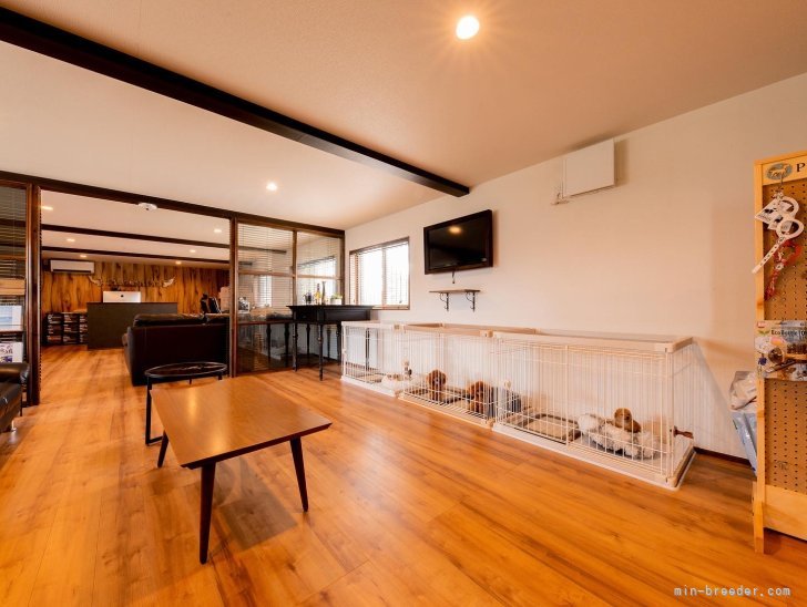 お里帰りで帰ってきたい場所である事。お里がここで良かったと思って頂けたら嬉しいです｜戸田　峻敬(とだ　としゆき)ブリーダー(埼玉県・トイプードルなど・JKC登録)の紹介写真6