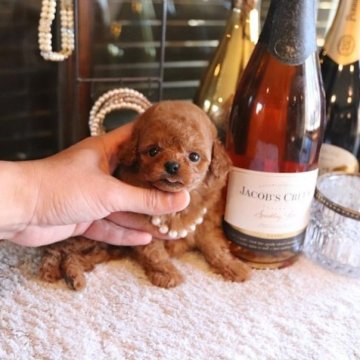 トイプードル(ティーカップ)【埼玉県・女の子・2025年10月30日・レッド】の写真「トイプードル専門の犬舎でございます」