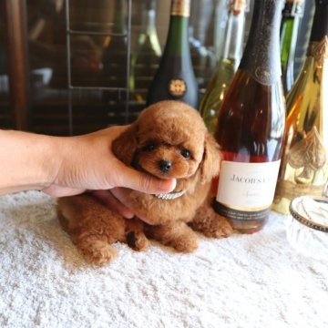 トイプードル(ティーカップ)【埼玉県・男の子・2025年7月11日・レッド】の写真「モデルクラス男の子♡」