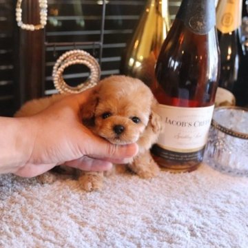 トイプードル(ティーカップ)【埼玉県・女の子・2025年10月15日・アプリコット】の写真「トイプードル専門の犬舎でございます」