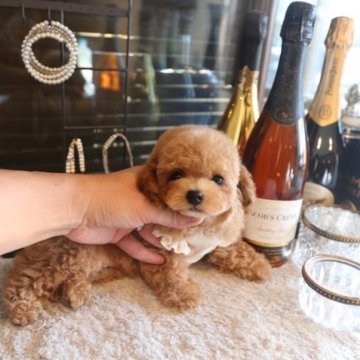 トイプードル(トイ)【埼玉県・男の子・2025年12月14日・アプリコット】の写真「トイプードル専門の犬舎でございます」