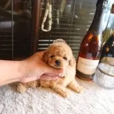 ティーカッププードル