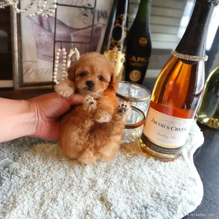 YK 様のお迎えした子犬