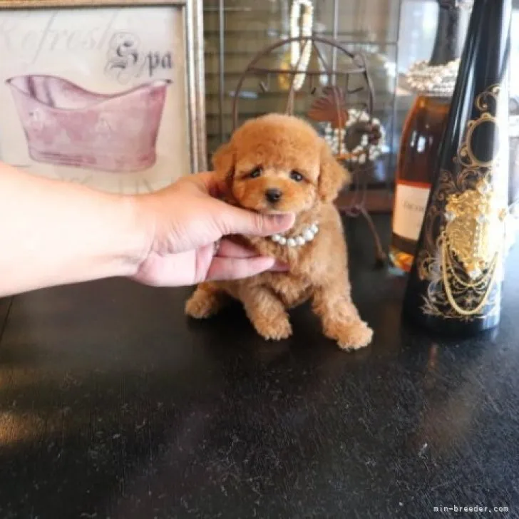 J.O 様のお迎えした子犬