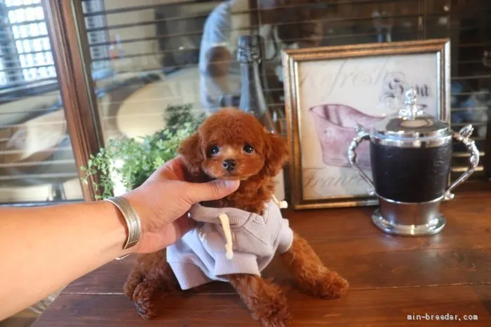 ID：1910-00156の子犬