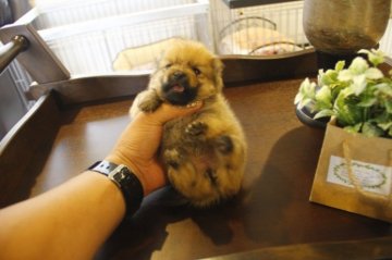 ポメラニアン【埼玉県・女の子・2015年6月7日・オレンジ】の写真「」