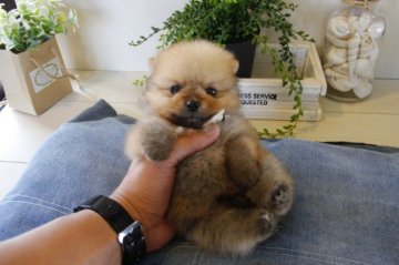 ポメラニアン【埼玉県・男の子・2015年6月7日・オレンジ】の写真「」
