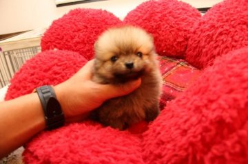 ポメラニアン【埼玉県・男の子・2014年10月9日・セーブル】の写真「チャンピオン直子」