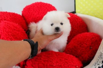 ポメラニアン【埼玉県・男の子・2014年7月20日・クリーム】の写真「」