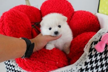 ポメラニアン【埼玉県・男の子・2014年7月20日・ホワイト】の写真「」