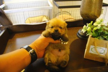 ポメラニアン【埼玉県・男の子・2015年6月7日・オレンジ】の写真「」