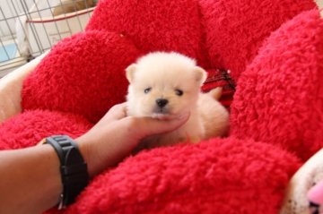 ポメラニアン【埼玉県・男の子・2014年10月9日・クリーム】の写真「チャンピオン直子」