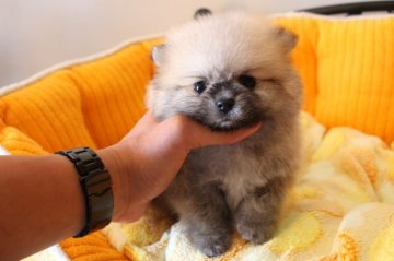 ポメラニアン【埼玉県・男の子・2014年2月28日・ウルフセーブル】の写真「」