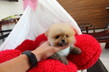 ポメラニアン【埼玉県・男の子・2014年10月9日・オレンジ】の写真「チャンピオン直子」