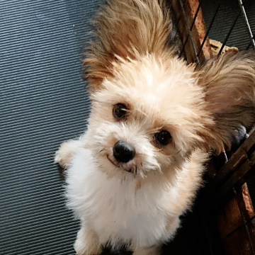 ミックスチャイパフヨン(パピヨン×チャイクレパフ)【北海道・男の子・2025年3月24日・白/うす茶】の写真「魅力的なパッチリお目目男子です❤️」