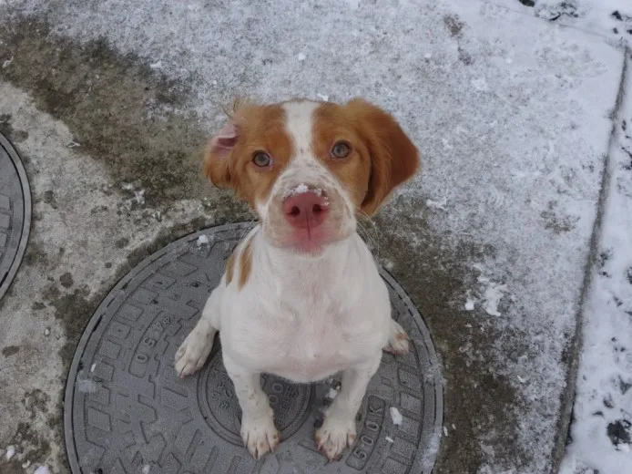 ライト 様のお迎えした子犬