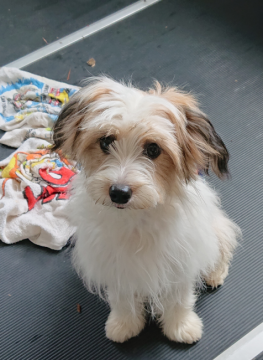 ミックス チャイクレパフ×パピヨン【北海道・男の子・2021年6月22日・ホワイト&レモン】の写真「ふわふわ毛の陽気な家庭犬向き」