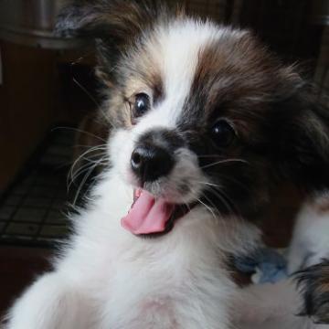 パピヨン【北海道・男の子・2022年5月12日・ホワイト・セーブル】の写真「ファーレン疑惑😅まだ不明💕コア君」