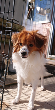 パピヨン【北海道・男の子・2021年3月4日・ホワイト・セーブル】の写真「綺麗な毛ぶきの大きめ男の子❤️垂れ耳ファーレン」