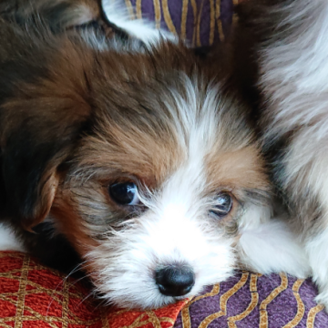 ミックス(チャイクレパフ×パピヨン)×パピヨン【北海道・男の子・2022年9月25日・白/うす茶】の写真「マロマユのもこふわ君です💕」