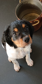 ブリタニースパニエル【北海道・男の子・2021年8月29日・ホワイト&ブラック】の写真「背模様も綺麗なマロ眉君💕」