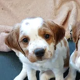 ブリタニースパニエル【北海道・女の子・2022年4月18日・ホワイト&オレンジ】の写真1