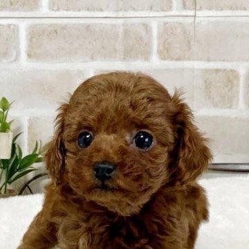 トイプードル(タイニー)【北海道・女の子・2025年9月29日・レッド】の写真「レッドカラー・極小タイニーちゃん誕生✨」