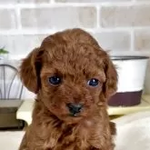 タイニープードル