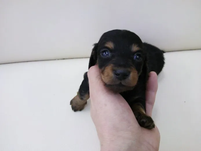 もか 様のお迎えした子犬