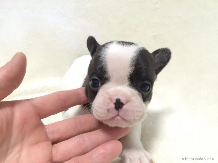 さるっぷ 様のお迎えした子犬