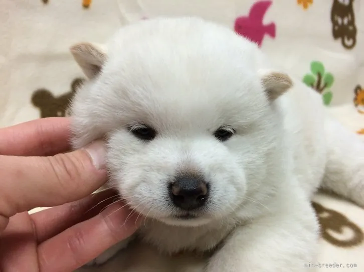 みぞれママ 様のお迎えした子犬