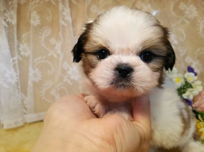 なるまま 様のお迎えした子犬