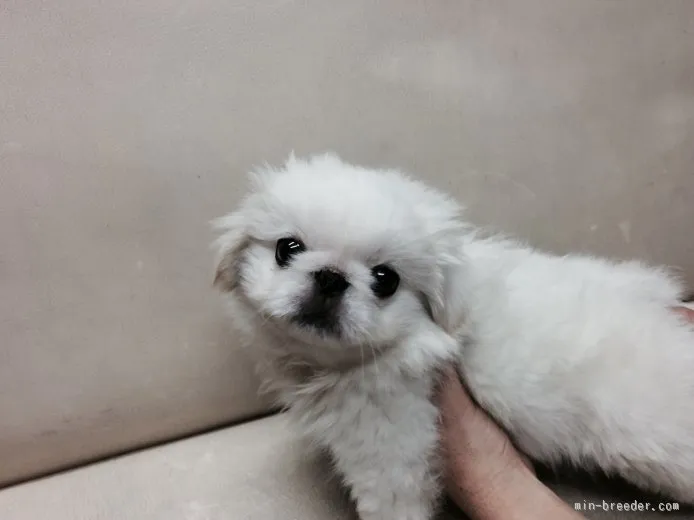 ゆかりん 様のお迎えした子犬