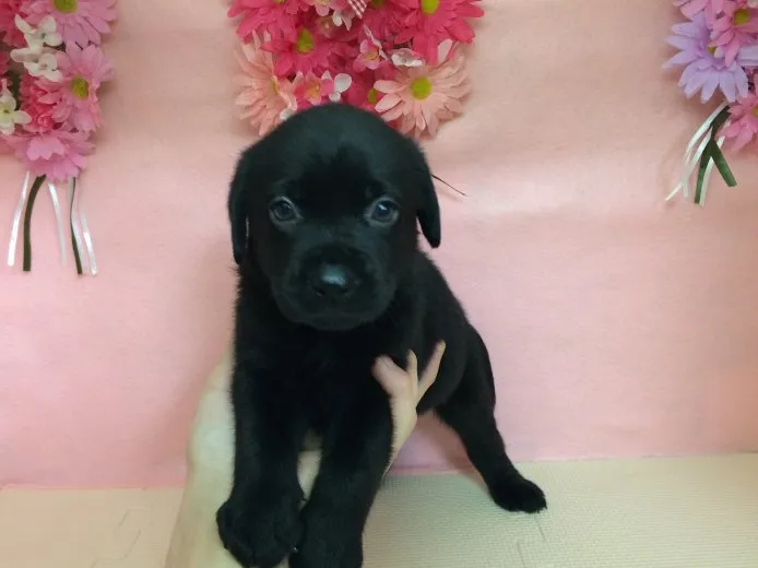 山下 様のお迎えした子犬