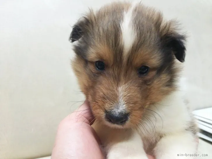 長次郎 様のお迎えした子犬