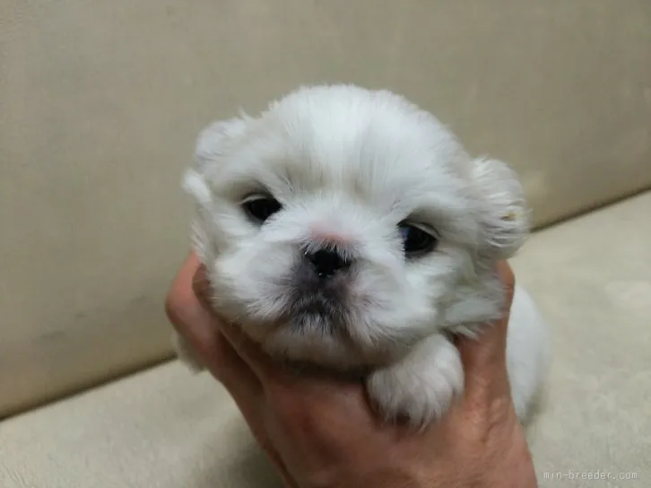 とろろ 様のお迎えした子犬