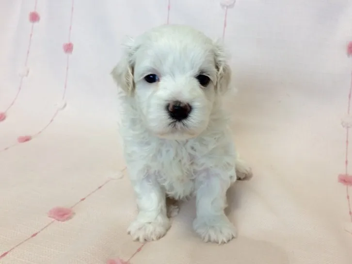 みるく 様のお迎えした子犬