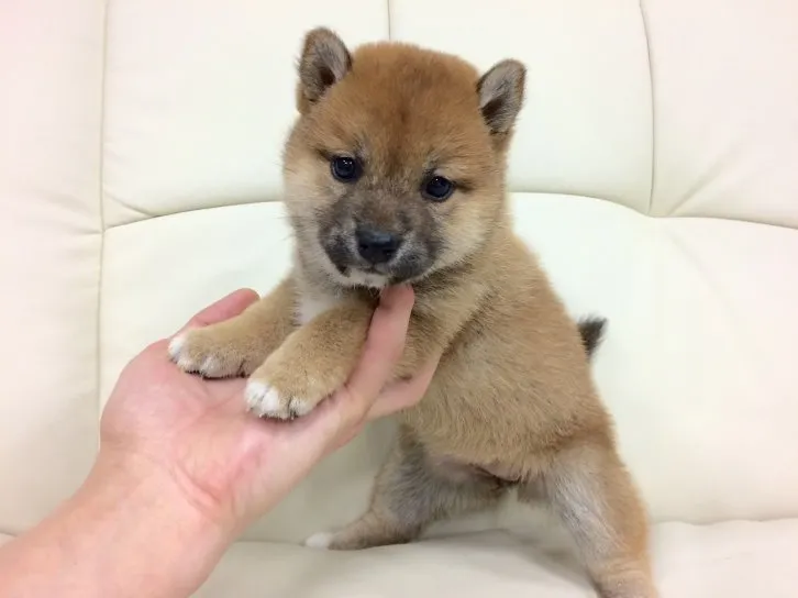 土岐 様のお迎えした子犬