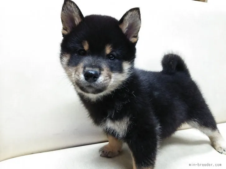 こまめのおかーさん。 様のお迎えした子犬