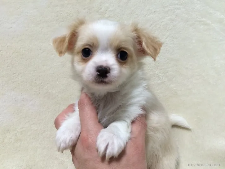 ちわわっこ 様のお迎えした子犬