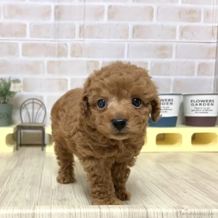 ID：2306-04563の子犬